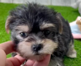 Morkie Puppies For Sale Lone Star Pups